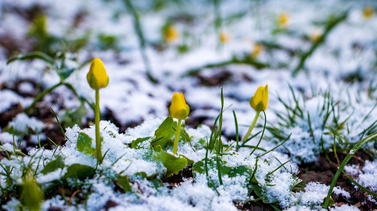 [aggregator] downloaded image for imported item #504439